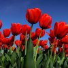 image de Tulipe 100*100